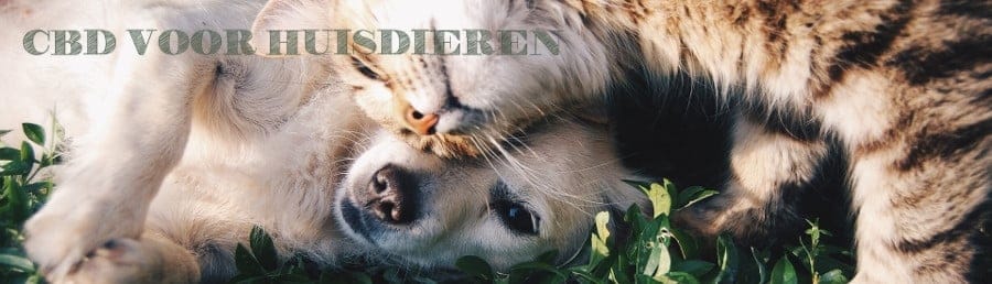 CBD voor huisdieren CBD voor huisdieren