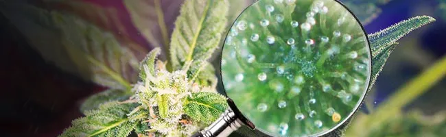 Closeup van de hennepplant die CBD afscheidt Closeup van de hennepplant die CBD afscheidt