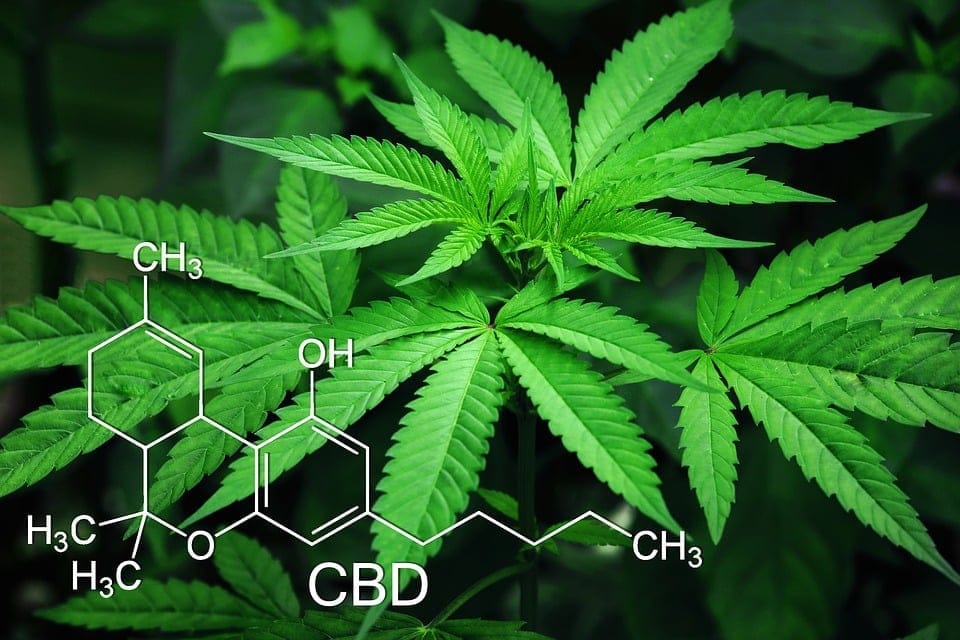 Medicinale Wiet CBD is zelfs gezond voor u, preventief als voedingssupplement