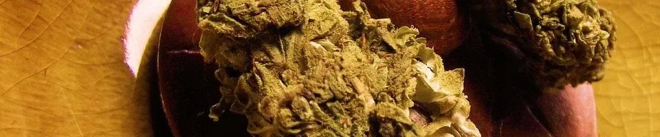 Wietolie kopen - wat moet je weten over wietolie ? Wietolie kopen - wat moet je weten over wietolie ?